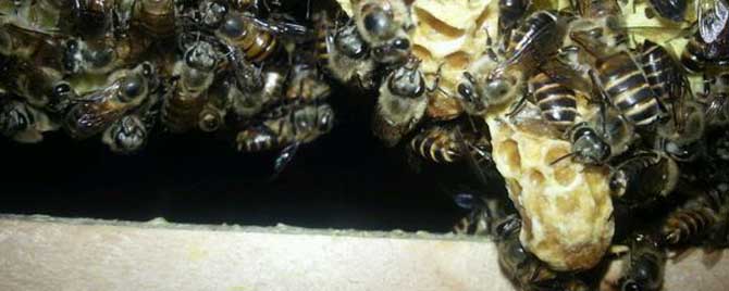 有王台能介蜂王进去吗