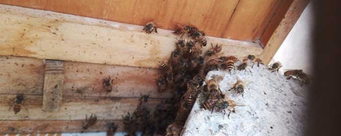 诱蜂怎样才能诱到蜂王