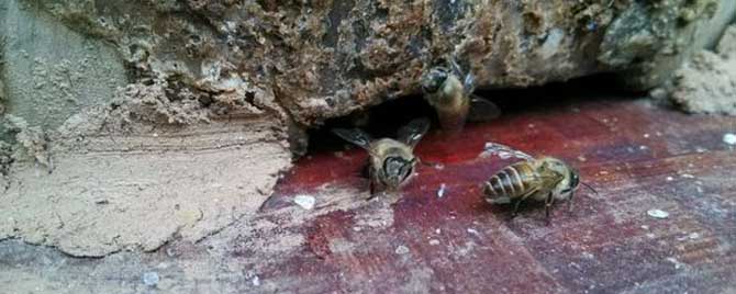 诱蜂箱怎么涂蜂蜡