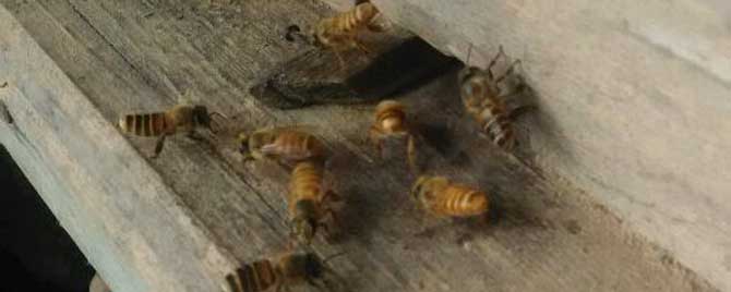 怎样加快诱蜂箱诱蜂力