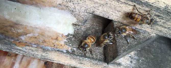 诱蜂箱怎么制作效果好