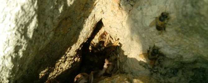 侦查蜂会提前几天找窝