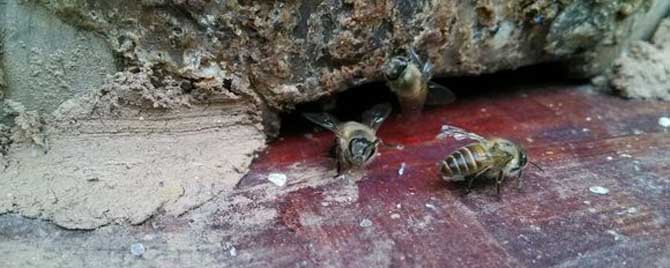 侦查蜂来了多久会来蜂