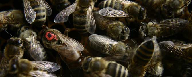 蜜蜂工产后介王多久恢复