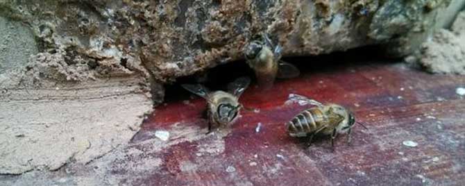 侦查蜂一般几点侦查