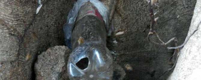 怎样将野蜂引入蜂箱中