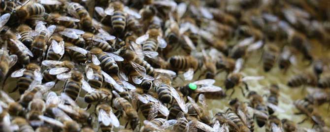 蜜蜂过冬最低温度是多少度