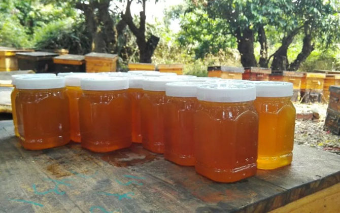 荔枝蜜是蜂蜜吗