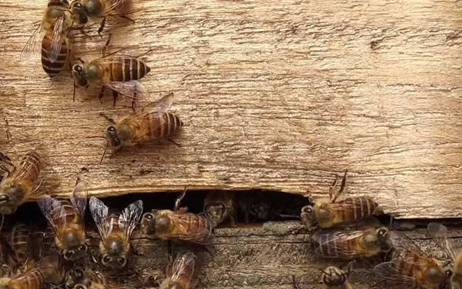 牛粪涂蜂箱有什么作用