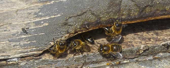 蜜蜂失王怎么判断出来