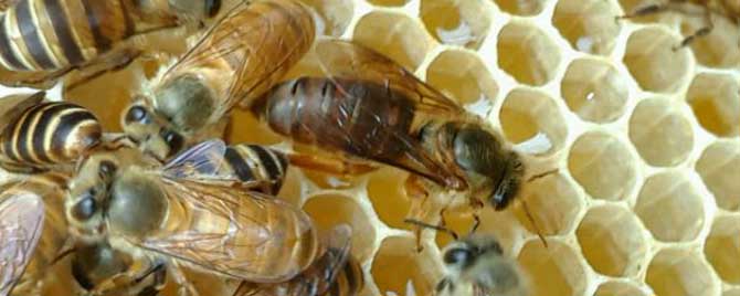 蜜蜂介王晚上好还是白天好