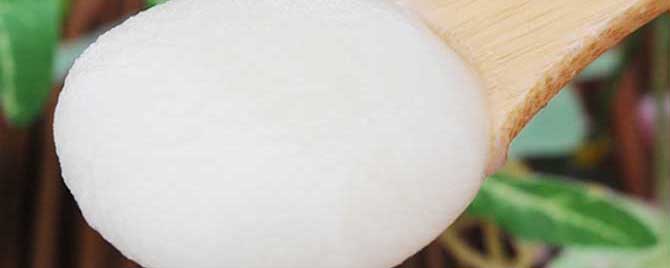 雪脂莲蜜和椴树蜜哪个好