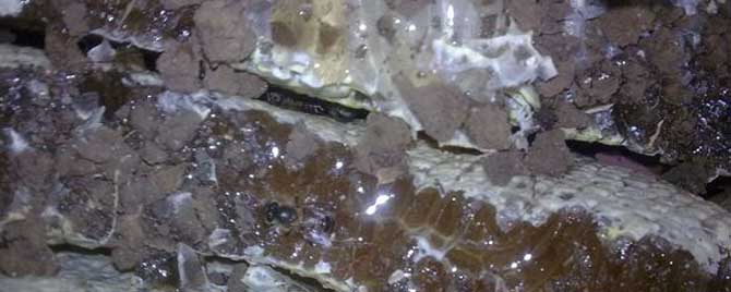 正宗土蜂蜜多少钱一斤