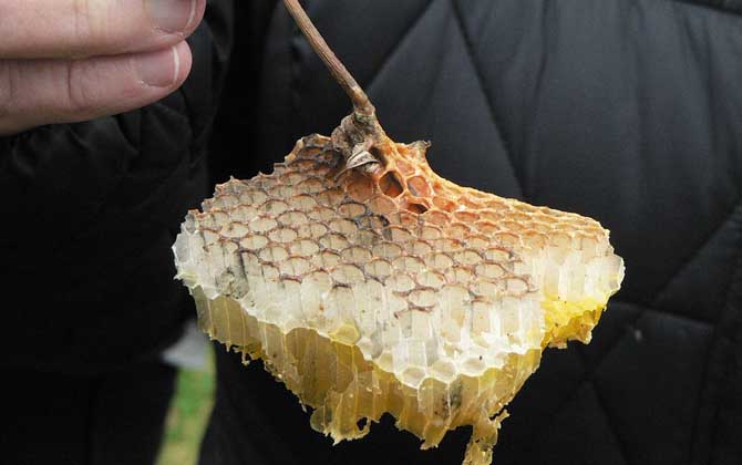 蜂巢(蜂窝)是什么