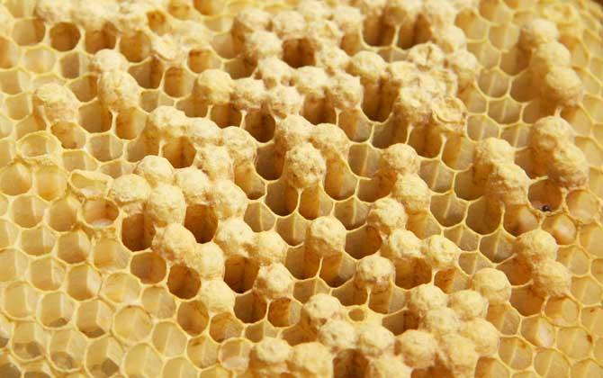 蜂巢