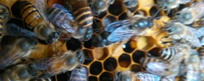 中蜂蜂王多少钱一只