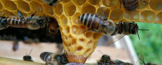 中蜂王台封盖几天出台