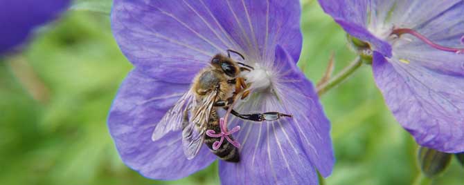 工蜂有什么特点