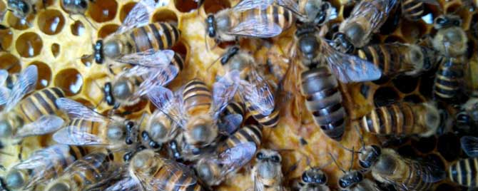 中蜂群失王十五天能介王吗