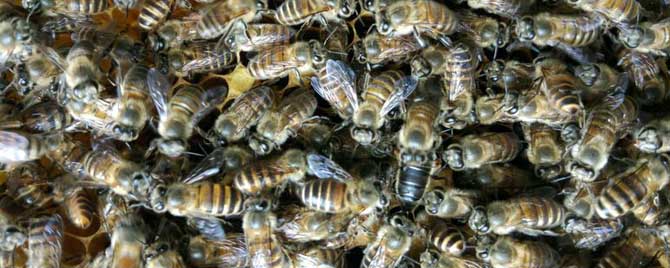 中蜂怎么合群容易接受