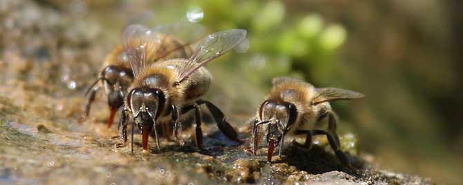 我国现在有多少群蜜蜂