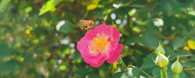 中蜂失王还采花粉吗