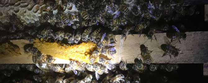 中蜂失王多久可以合并