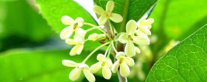 中蜂会采集桂花的蜜吗