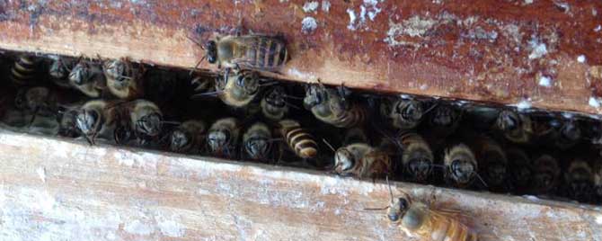 中蜂箱正常能放几框