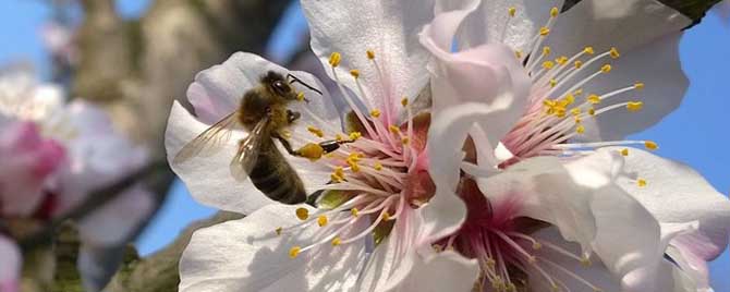 世界上有多少种蜜蜂