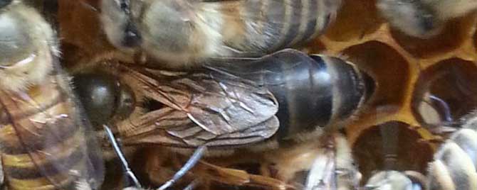 蜂王物质(蜂王信息素)有什么作用