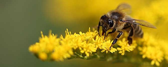 工蜂信息素有什么作用