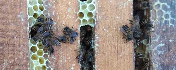 中华蜜蜂有哪些特点