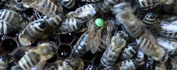 东北黑蜂有什么特点