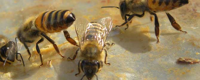 蜜蜂为什么要采盐