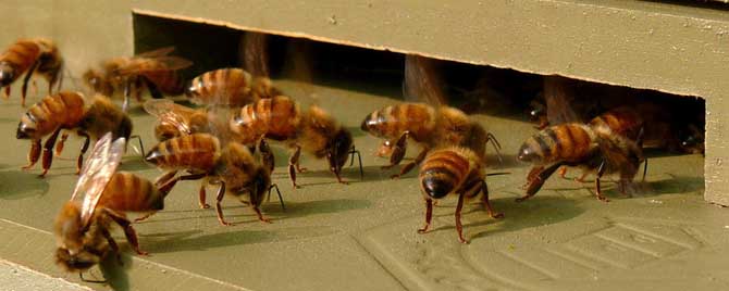 蜂箱有哪些种类