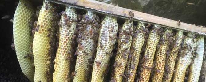 传统蜂箱有什么优缺点