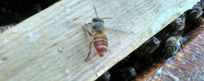 蜂路有什么要求