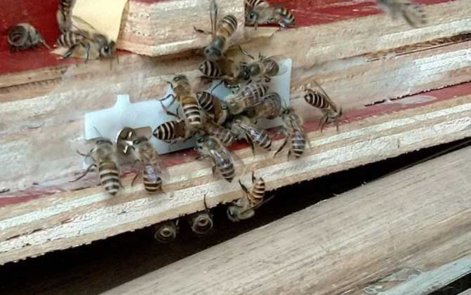 新收蜜蜂要喂几天糖水