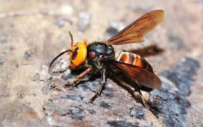 虎头蜂vs日本大黄蜂谁厉害