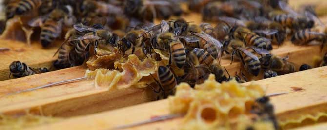 冬季蜂群管理要点有哪些