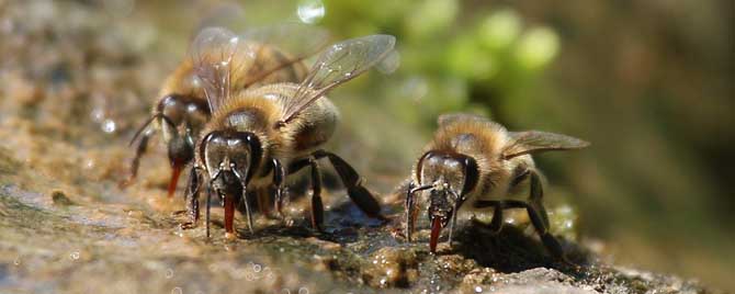 哪些地方适合养蜂