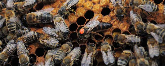 蜂王在哪里活动