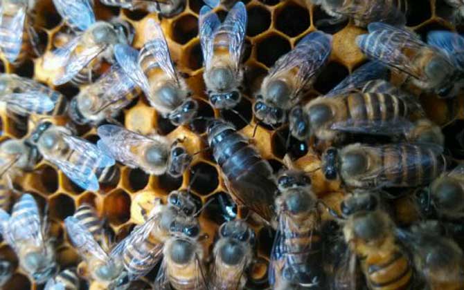 不足一脾蜂怎么快速繁殖