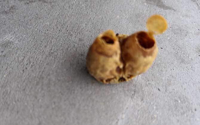 黑蜂王台病毒病是什么