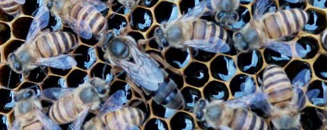 什么是奖励饲喂