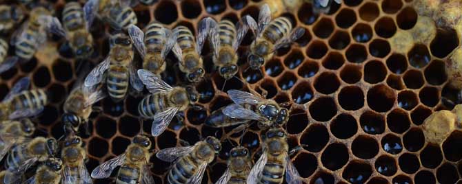 什么是补助饲喂