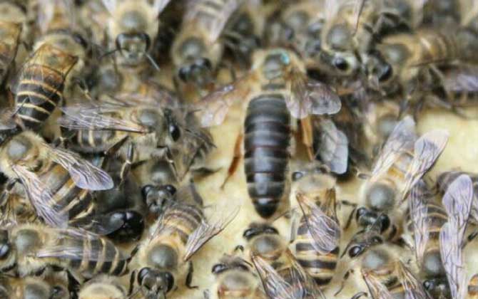 不到半脾蜂能发展起来吗