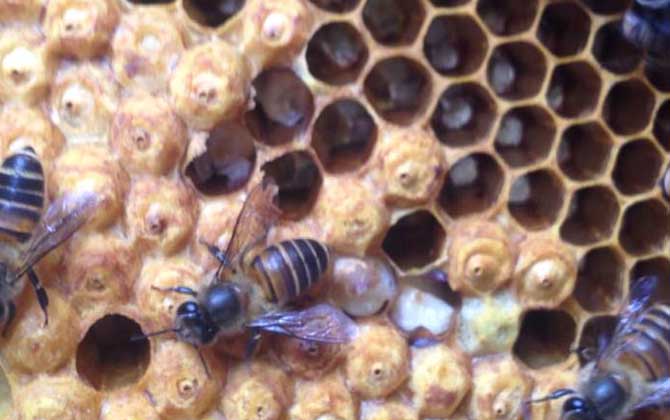 封盖子脾没有工蜂还能活吗