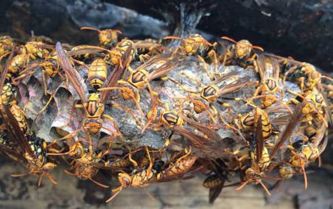 马蜂喜欢在什么地方做窝